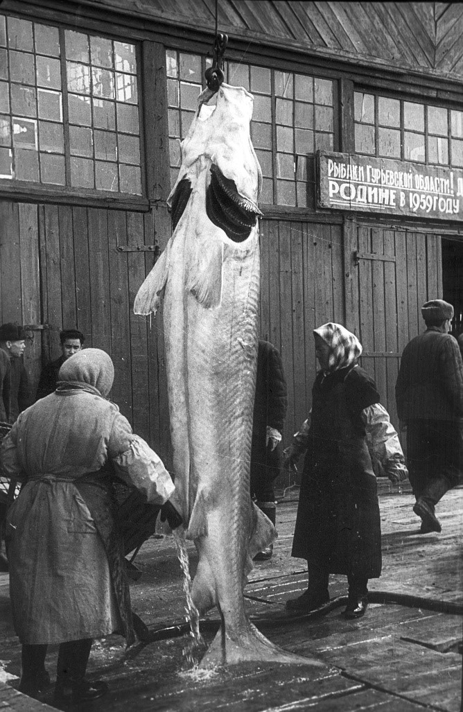 Разделка белуги на рыбоконсервном комбинате