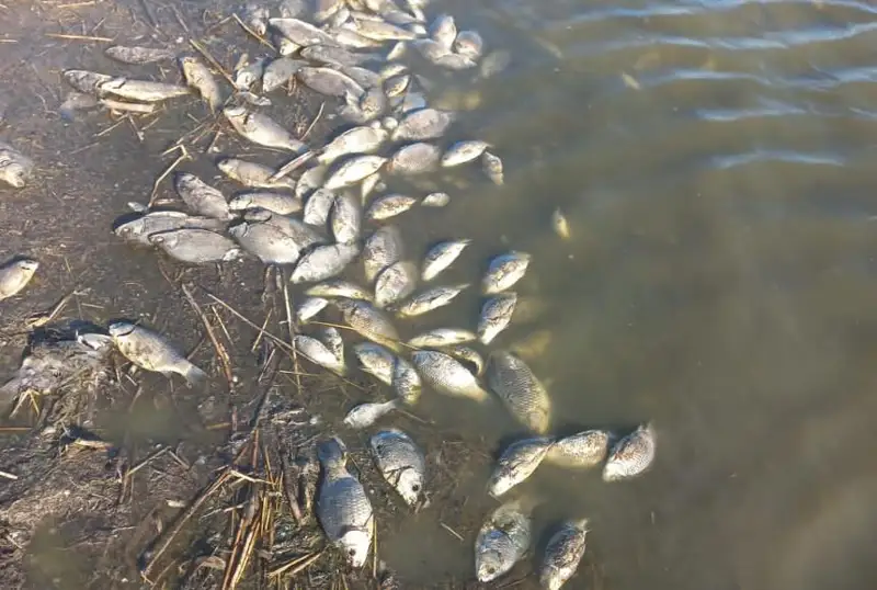 Рыба погибла в озере Теренколь в СКО
