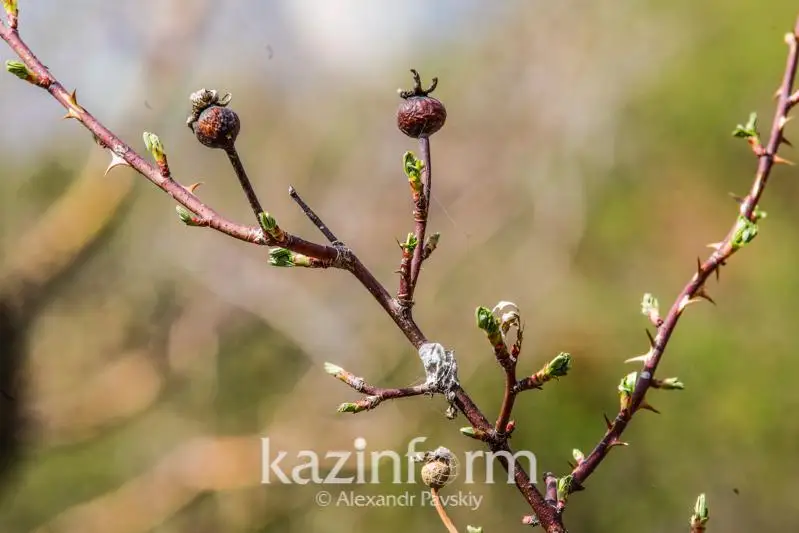 Резкое потепление прогнозируют в СКО