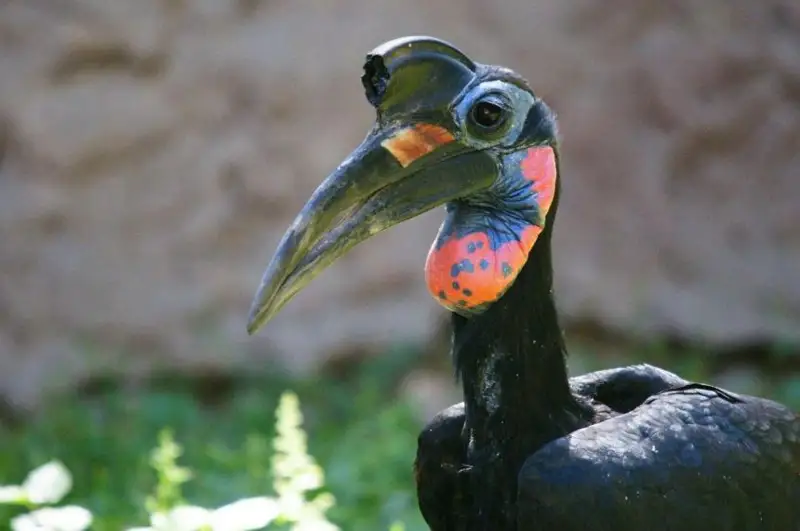 В Алматинском зоопарке скончался абессинский рогатый ворон