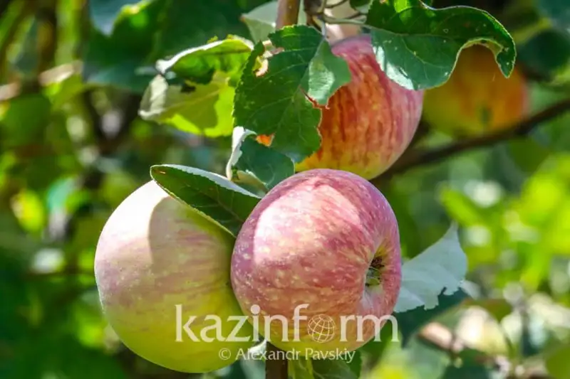 Духи с ароматом большого красного апорта создала казахстанка