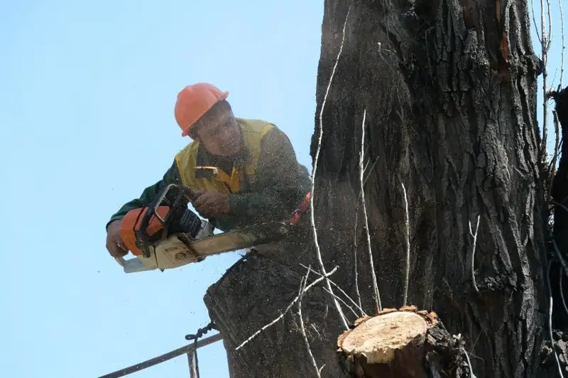 В Алматы вырубят почти 17 тысяч деревьев