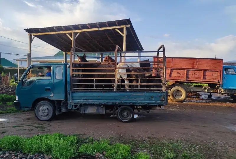 ش ق و-دا جەرگىلىكتى شارۋالاردىڭ مالىن ۇرلاپ، الماتى وبلىسىنا وتكىزىپ كەلگەن ادام ۇستالدى