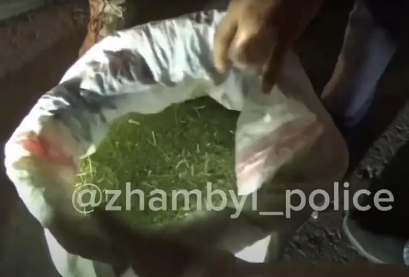 14 кг марихуаны пытался провезти пассажир такси в Жамбылской области