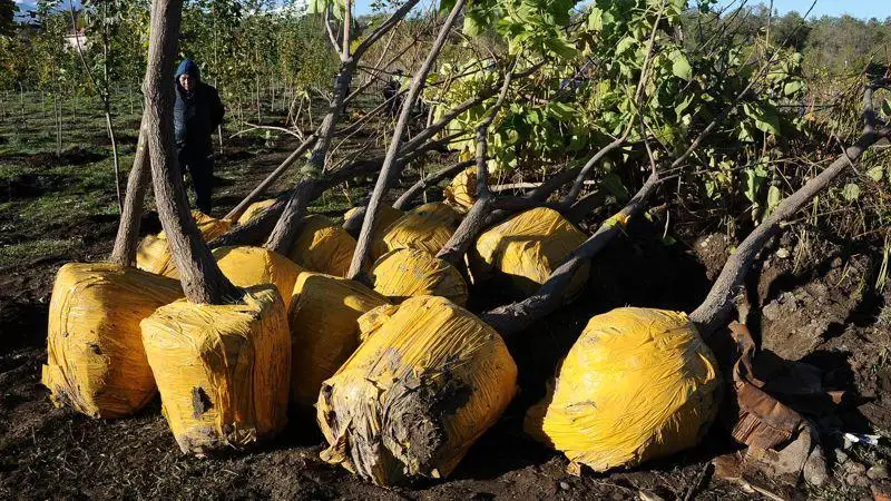 اباي وبلىسىندا 30 ميلليون اعاش وتىرعىزىلادى