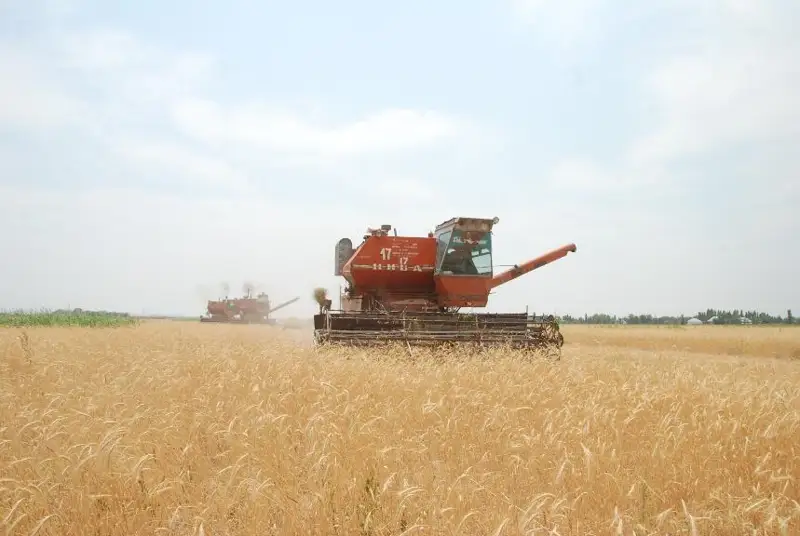 12 новых сортов озимой пшеницы испытывают аграрии на полях Жамбылской области
