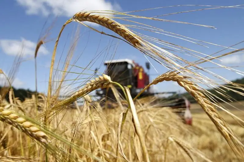 Урожай собирают в области Жетысу