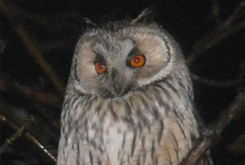 Ушастые совы на юге Казахстана предсказывают раннюю весну