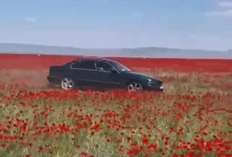 Jol boıyndaǵy gúldi kóligimen basqan BMW júrgizýshisi jaýapkershilikke tartylady