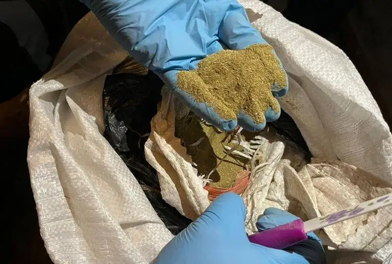 پەتروپاۆلداعى جەرتولەدەن ءبىر سەنتنەردەن استام ماريحۋانا تاركىلەندى