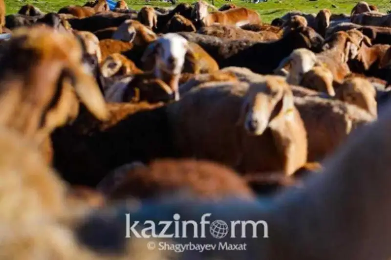 كاتونقاراعاي اۋدانىندا 200 دەن استام ۇساق مالدان كۇل اۋرۋى تابىلدى