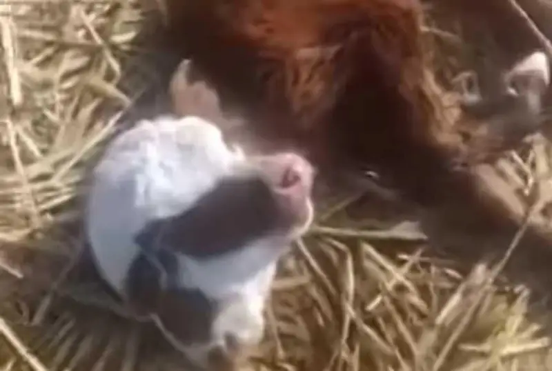 اقتوبە وبلىسىندا سيىر ەكى باستى بۇزاۋ تۋدى