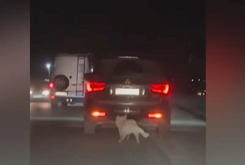 Водитель привязал собаку к машине в Алматинской области: полиция завела дело