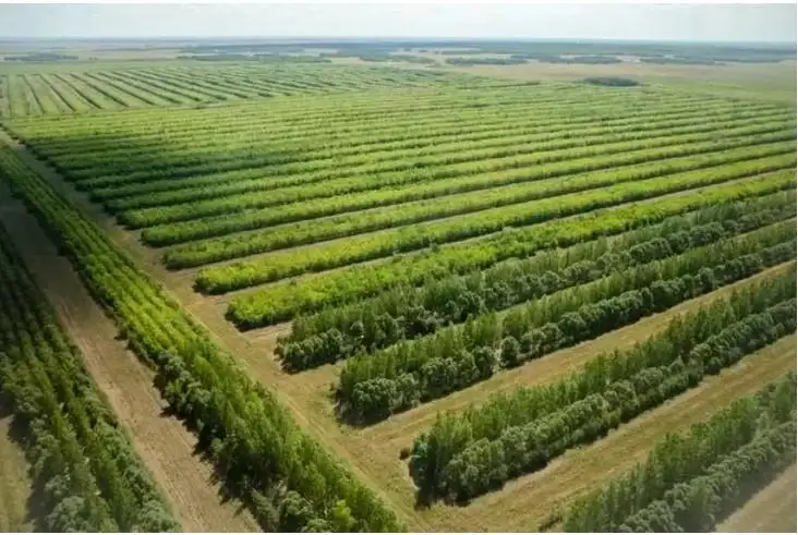 استانا ماڭىنداعى جاسىل بەلدەۋگە 500 مىڭعا جۋىق كوشەت وتىرعىزىلادى