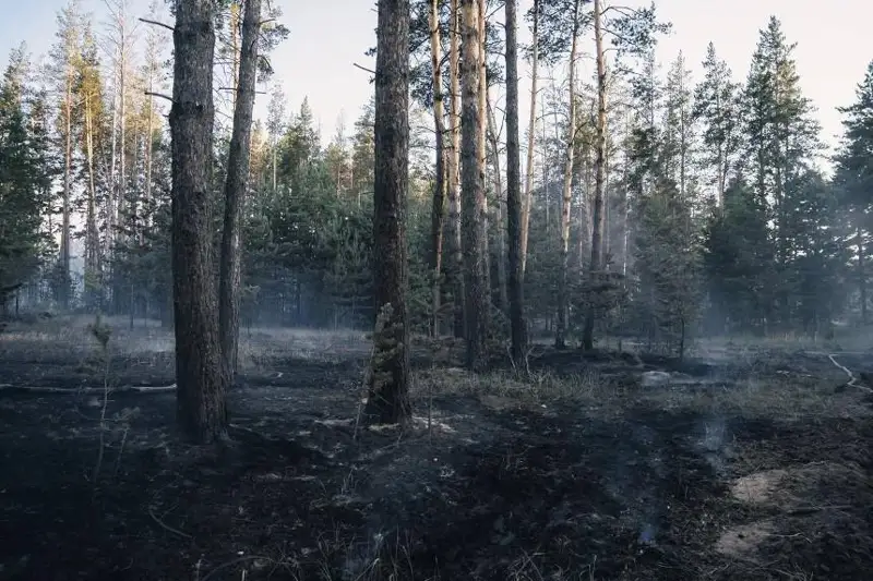 Информацию о вырубке и вывозе леса из области Абай опровергли в Минэкологии