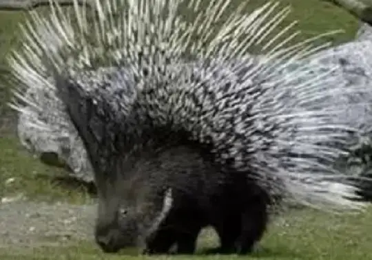 تاراز كوشەسىندە قىزىل كىتاپقا ەنگەن جايرا ءجۇر - ۆيدەو