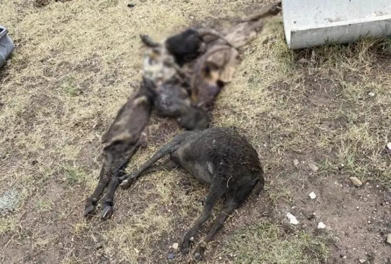 Скот сгорел при пожаре в Экибастузе