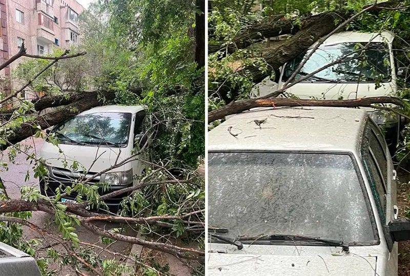 Almatyda jańbyr men daýyl saldarynan 8 aǵash qulady