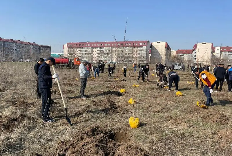 Almatyda kóktemgi aǵash egý naýqany bastaldy