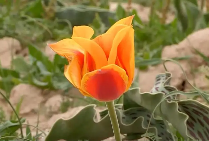 Тюльпаны Грейга зацвели недалеко от Шымкента