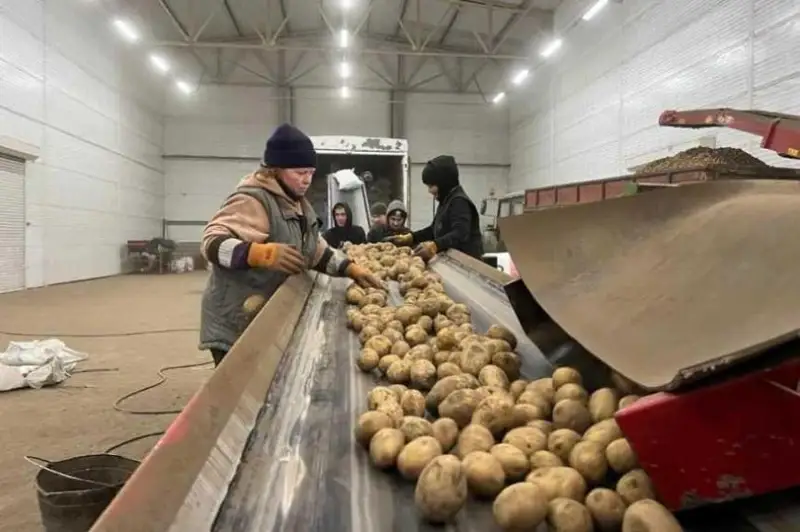 26 новых овощехранилищ откроют в Казахстане в этом году