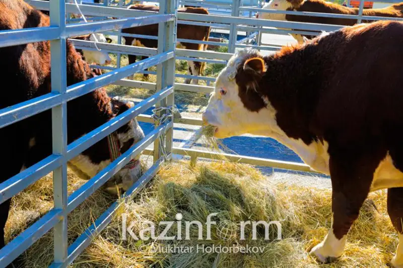 Қозоғистонда буқа ва қўчқорларни экспорт қилиш учун квота жорий этилди