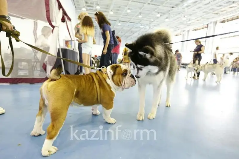 На 2,5 млн тенге обманула карагандинку мошенница, обещавшая представить собаку на престижную  выставку