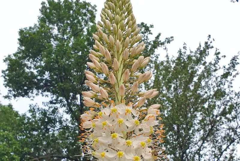 الماتىدا تامىرىنان قۇرىلىس ماتەريالدارى جاسالاتىن شىرىش وسىمدىگى وسەدى