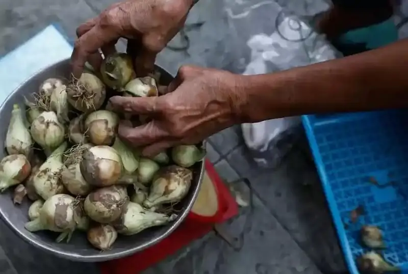 Филиппинда пиёз нархи рекорд даражага етди