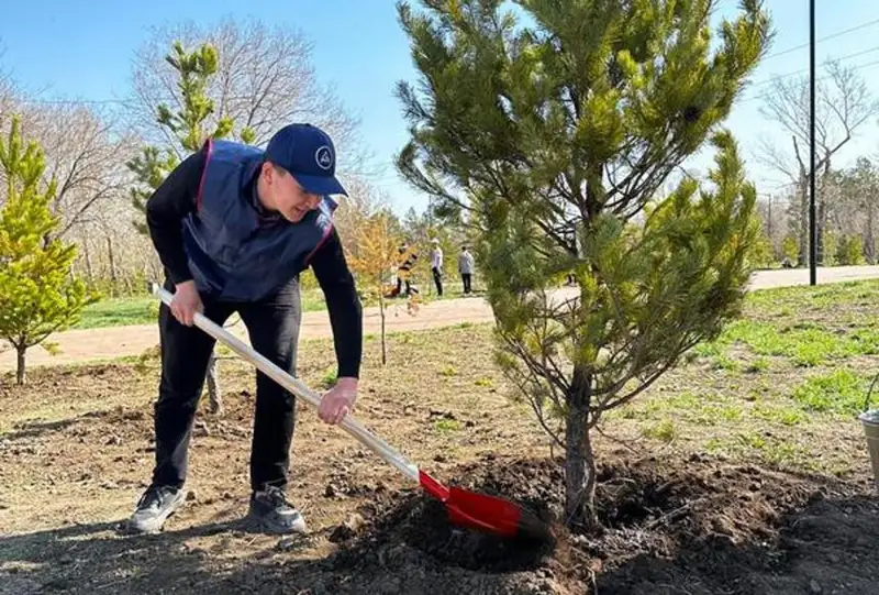 Около 2 тысяч деревьев посадят в Караганде