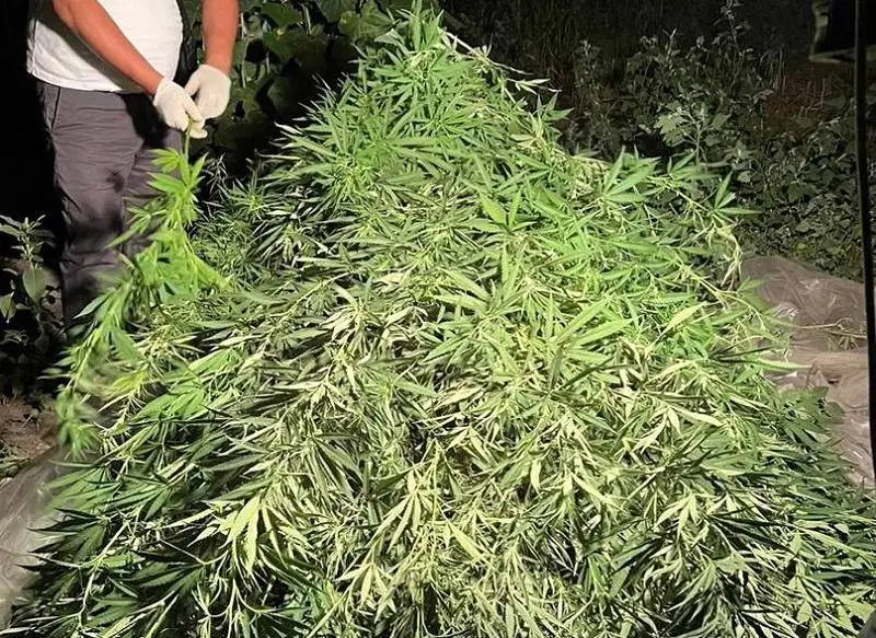 Более 60 кг конопли нашли во дворе жителя Жамбылской области