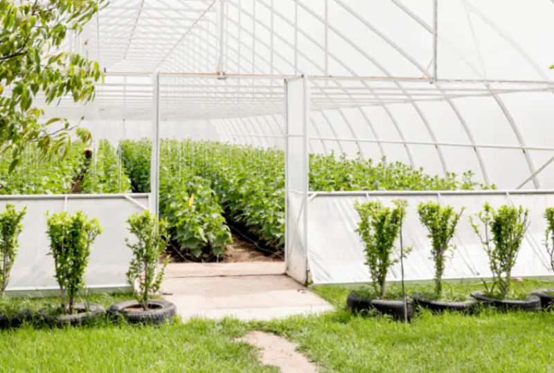 Фермерские теплицы смогут претендовать на возмещение расходов на электричество и газ - МСХ