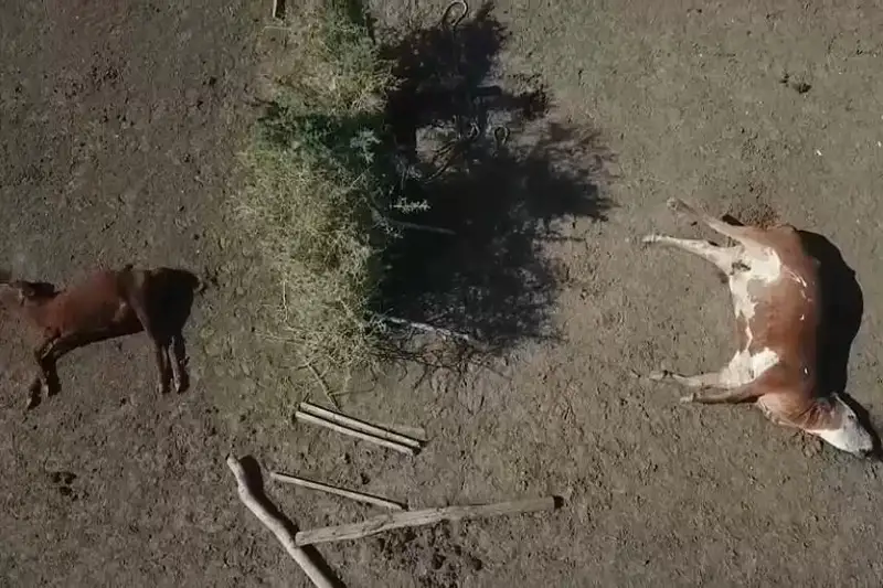 Аргентинада кучли қурғоқчилик туфайли чорва моллари нобуд бўлмоқда