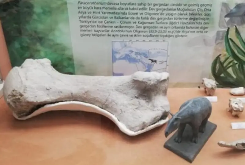 Останки носорога возрастом 28 млн лет обнаружили в Турции