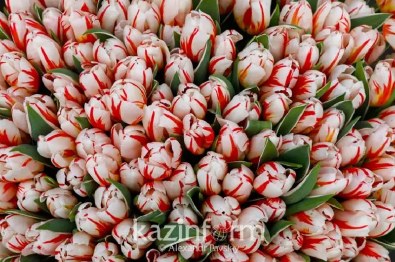 Цветочный фестиваль Gul Astana проведут в столице