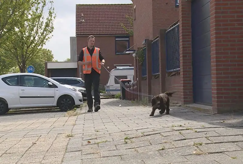 В Нидерландах будут использовать собак для поиска утечек воды из систем теплоснабжения