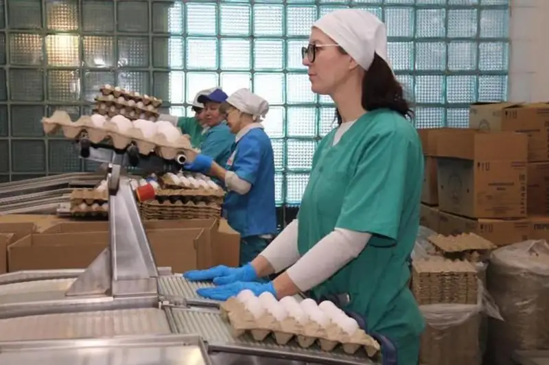 Производство яиц увеличат в Карагандинской области