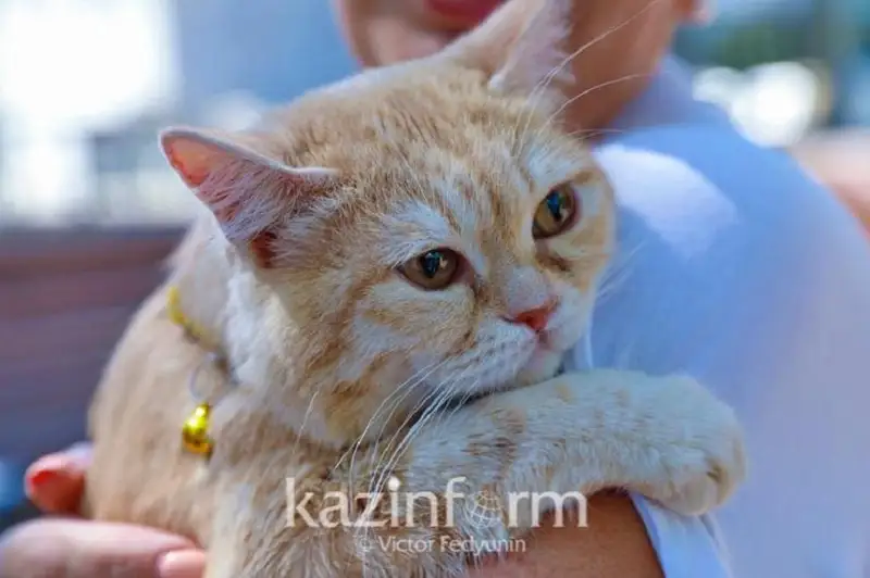 Приговор за жестокое обращение с кошкой вынесли в Актау