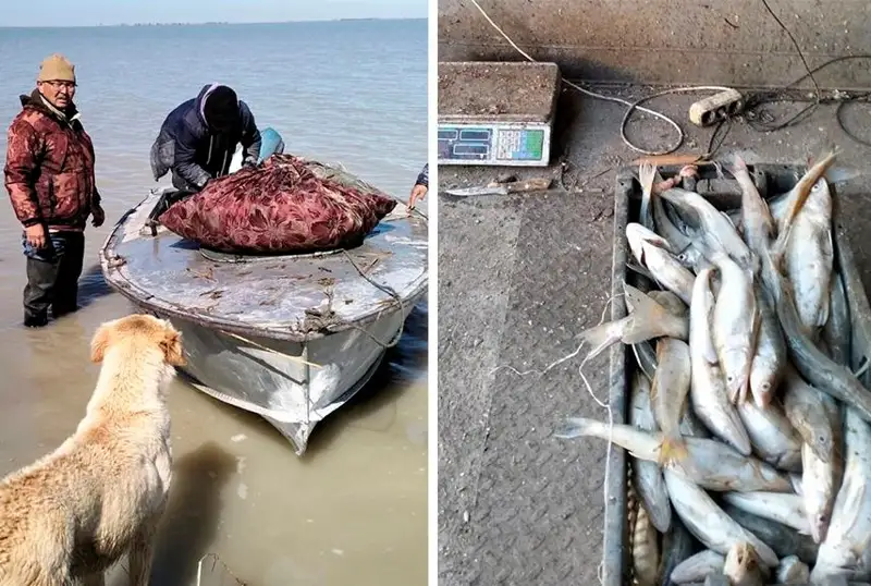 الاكولدە 30 كەلى بالىقپەن ۇستالعان كۇدىكتىنىڭ ۇستىنەن قىلمىستىق ءىس قوزعالدى
