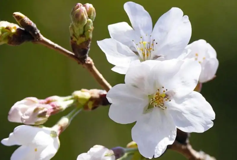 В Токио раньше времени зацвела сакура