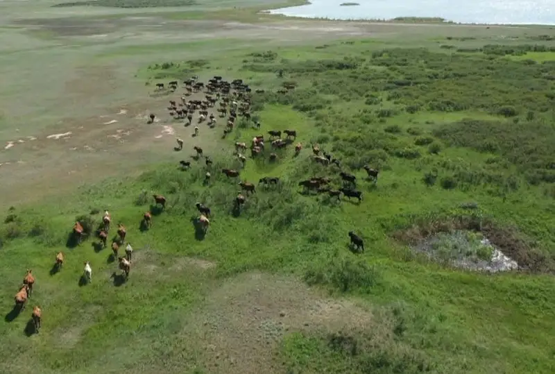 Более 30 тыс. га засушливых земель восстановили в одном из районов Карагандинской области