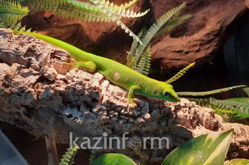 Ekzotıkalyq jáne qaýipti janýarlardy esepke qoıý qajet pe
