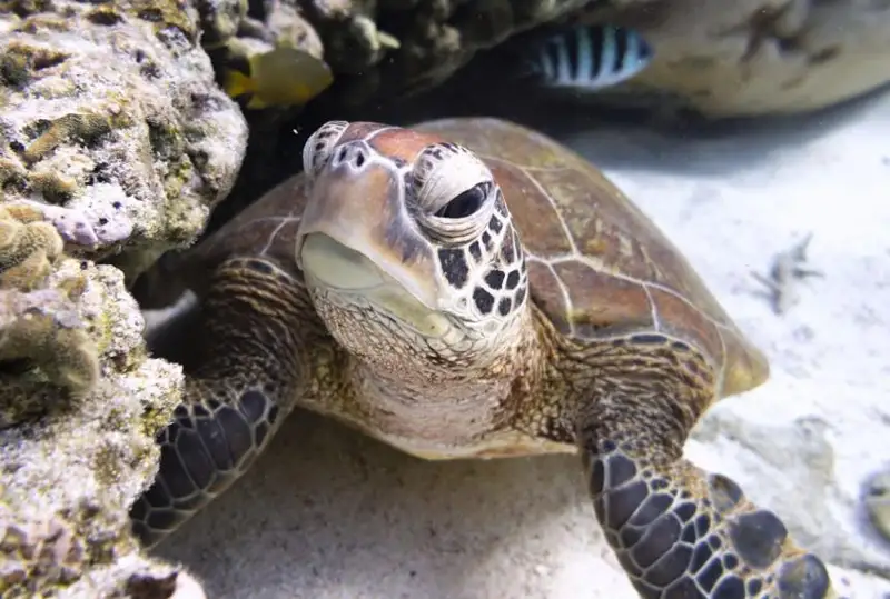 Историческое соглашение о защите Мирового океана одобрено после 10 лет переговоров