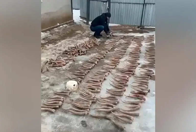 BQO polıtseıleri 465 dana kıik múıizin tárkiledi