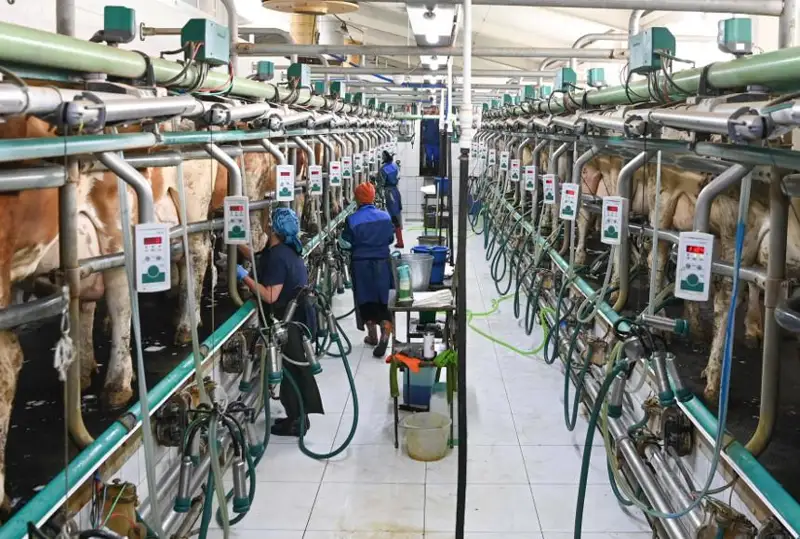 قازاقستاندا وندىرىلەتىن ءسۇتتىڭ 10 پايىزى سولتۇستىك قازاقستانعا تيەسىلى