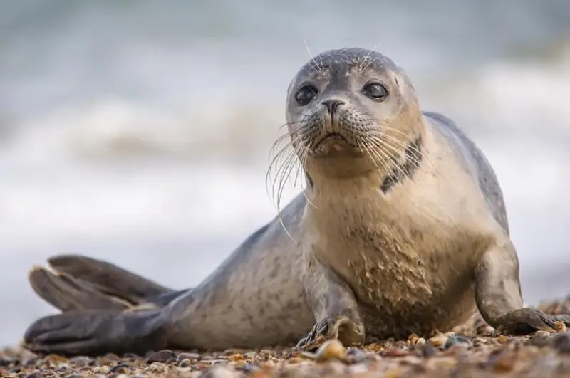 С научным сообществом нужно обновить методику учета тюленей – министр экологии
