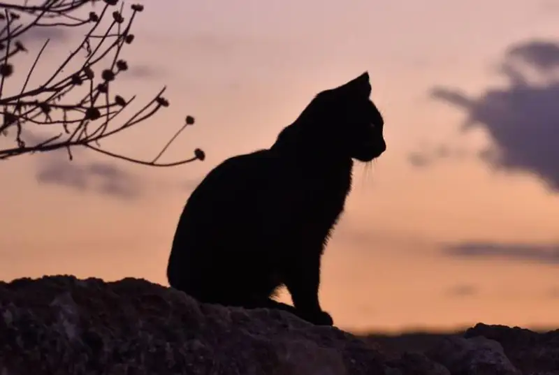 У кошек в Польше обнаружили птичий грипп