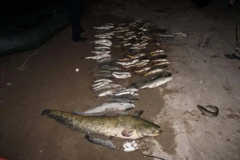 На шесть лет осудили двух браконьеров за вылов краснокнижного туркестанского усача