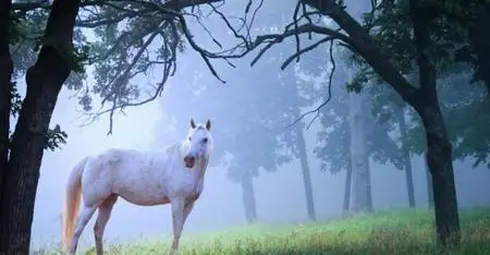 جۇماباي ءبىلال ۇلى. شاڭقان بوز