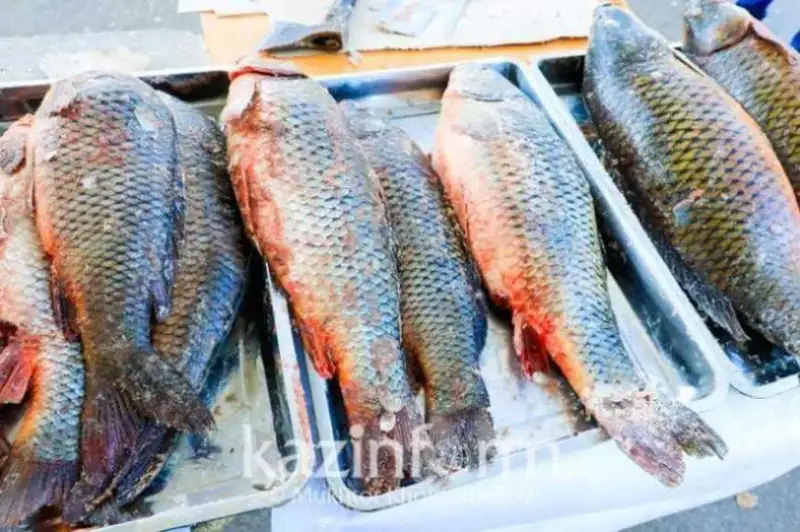 ماڭعىستاۋ وبلىسىندا بالىق ونەركاسىبىمەن اينالىساتىندار 23 پايىزعا ارتتى